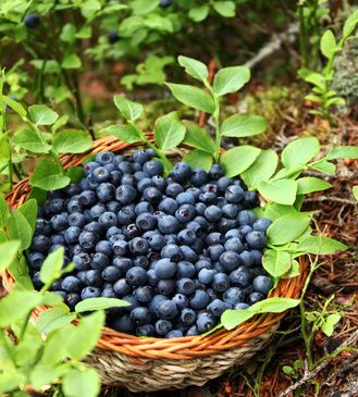 Bilberry and the Kidney