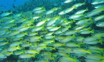 Fatty Acids and Anxiety