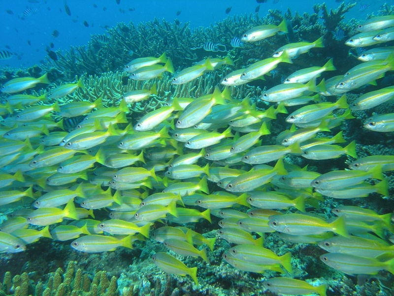 Fatty Acids and Anxiety