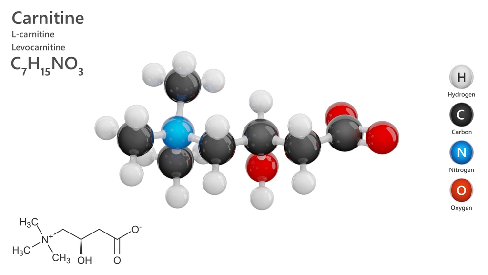 L-Carnitine and Lipid Levels (Cholesterol and Triglycerides)