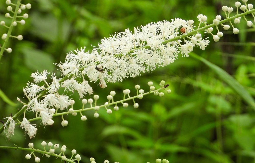 Black Cohosh & Menopause
