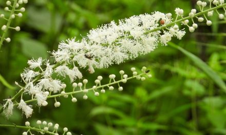 Black Cohosh & Menopause
