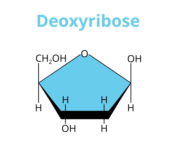D Ribose