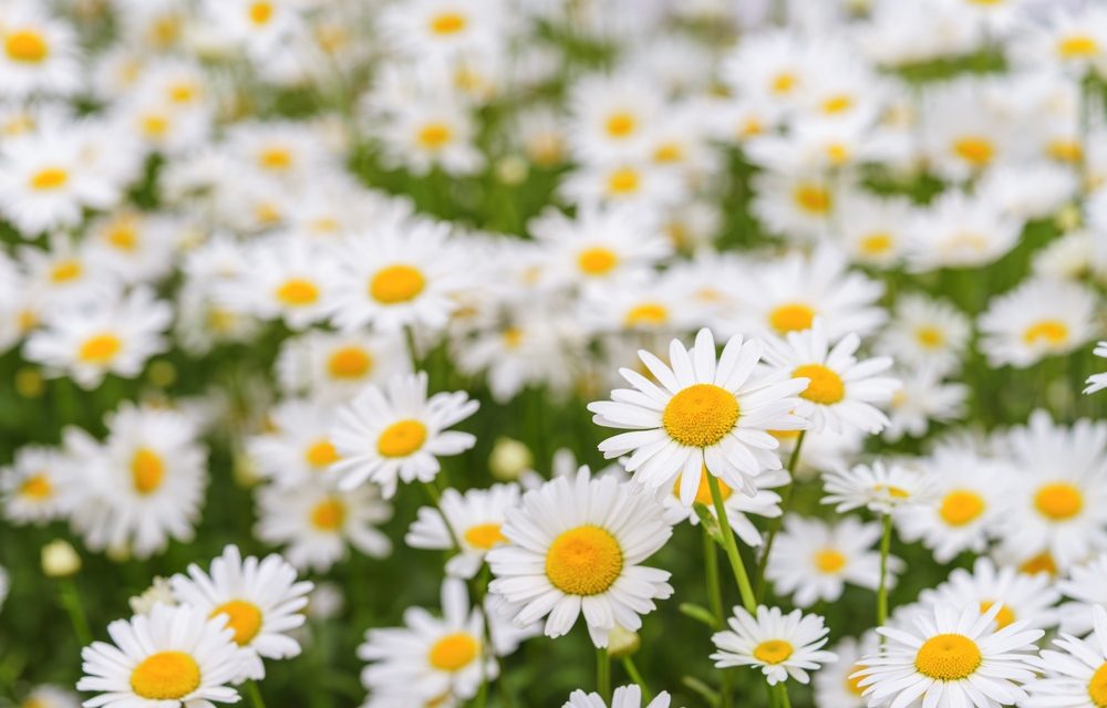 Can This Plant Help Reduce Anxiety?