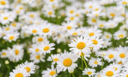 Can This Plant Help Reduce Anxiety?