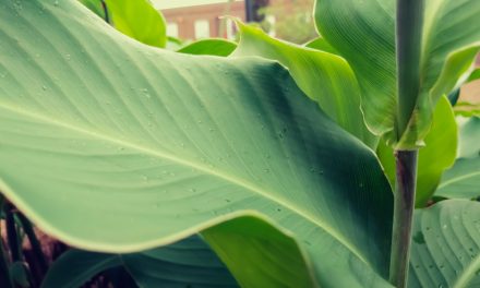 This Herb May Lower Blood Sugar Levels in Diabetes