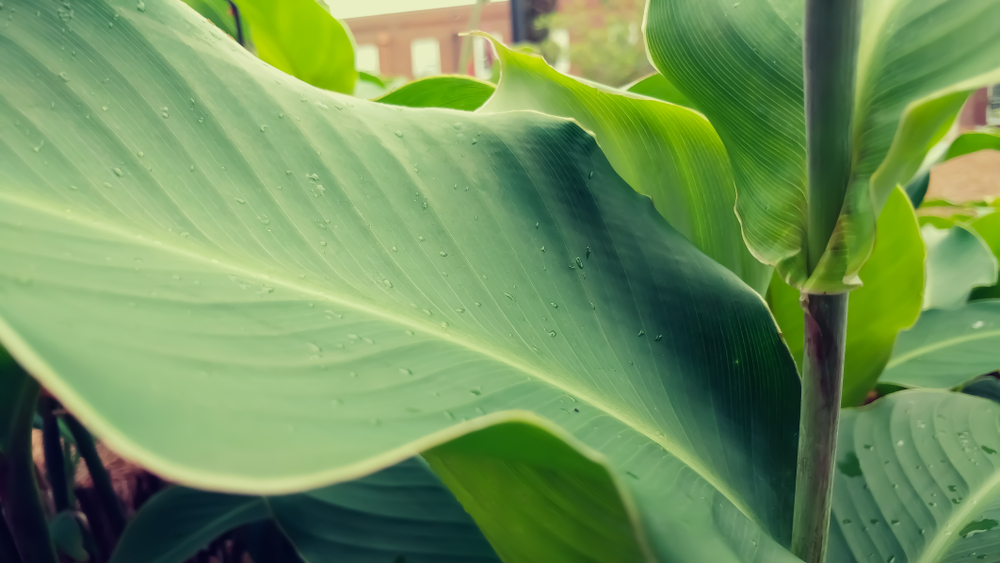 This Herb May Lower Blood Sugar Levels in Diabetes