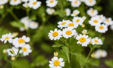 Feverfew and Migraine Headaches