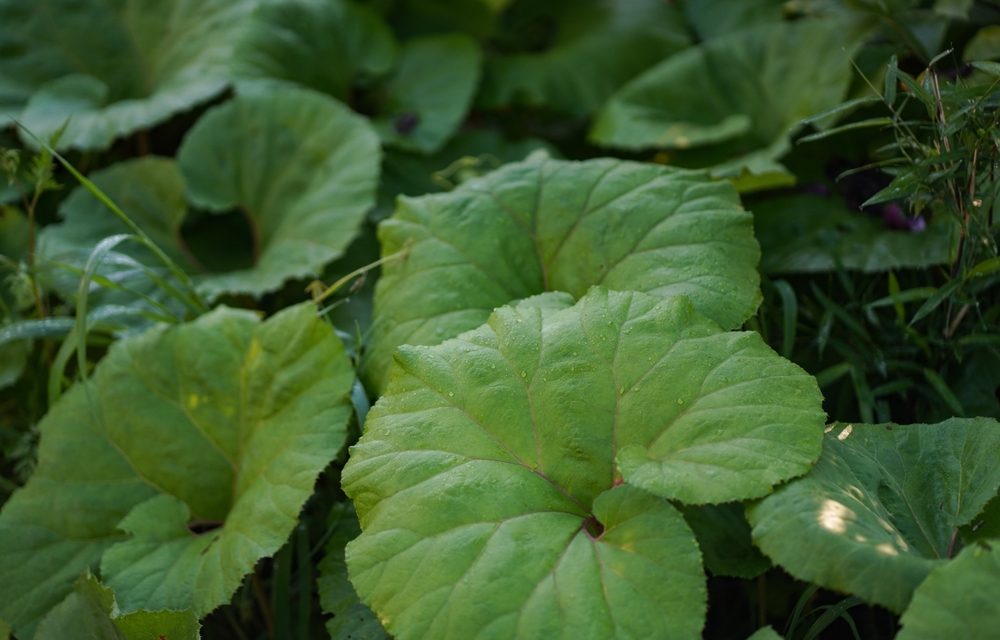 Can this Herb Offer Migraine Relief?