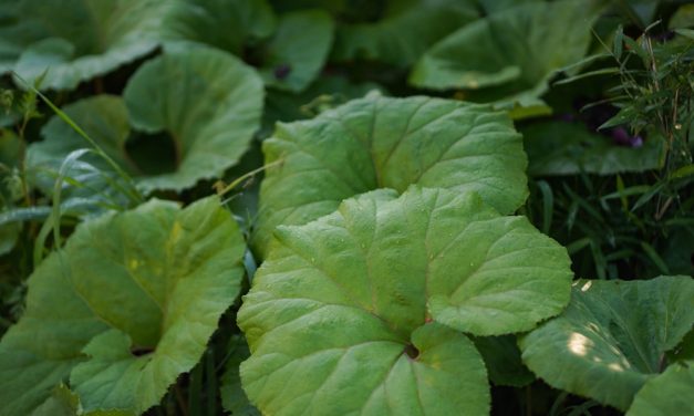 Can this Herb Offer Migraine Relief?