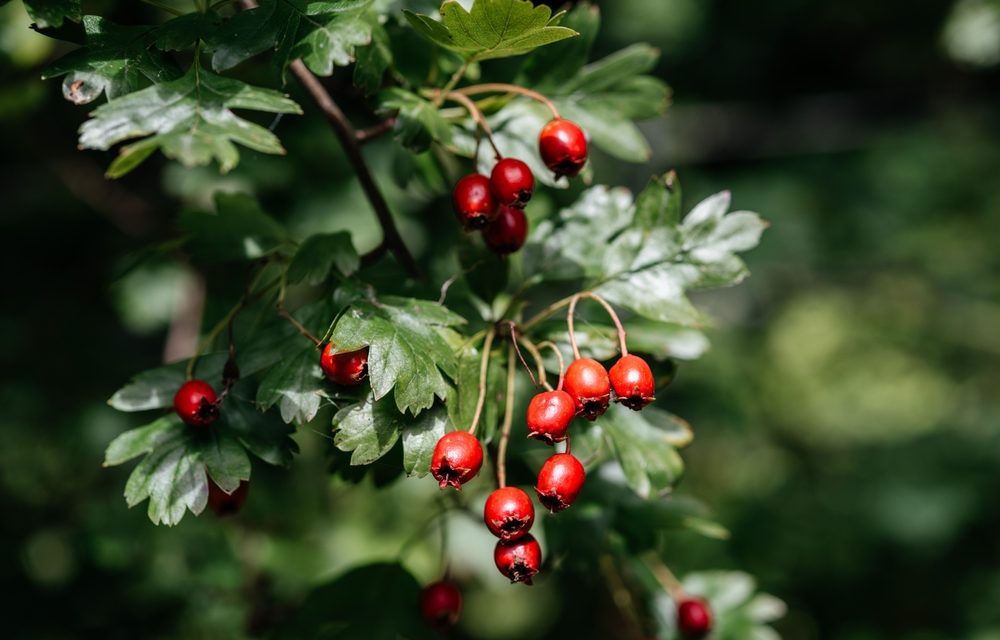 Heart Failure and Hawthorn