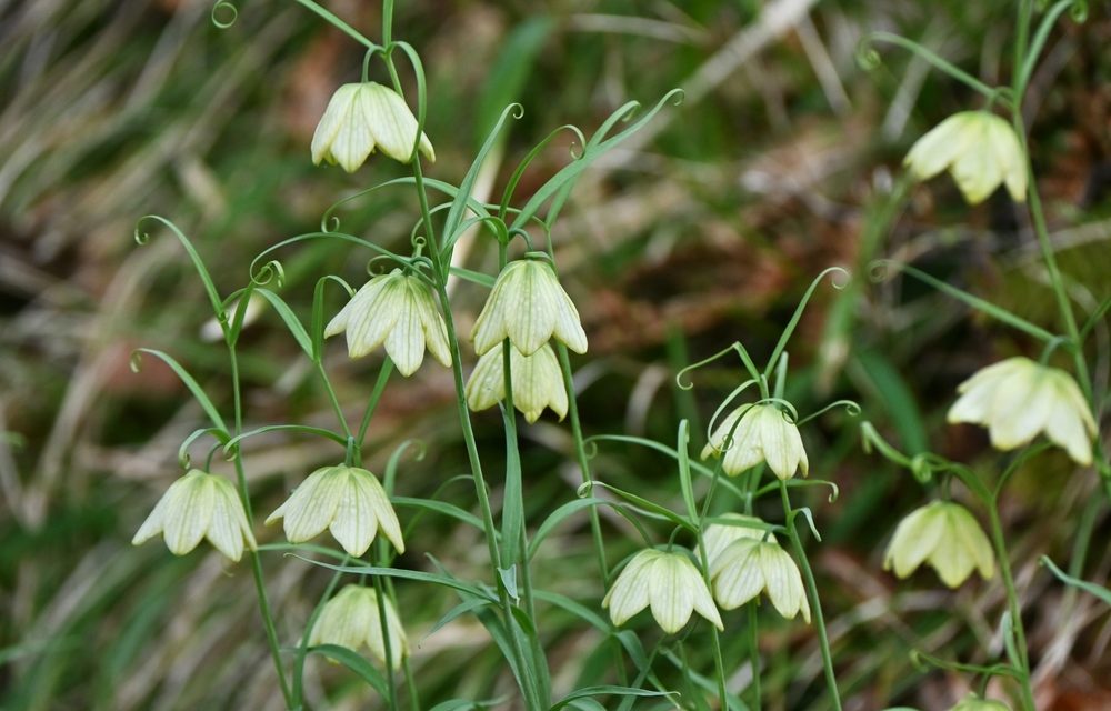 Fritillaria Thunbergii