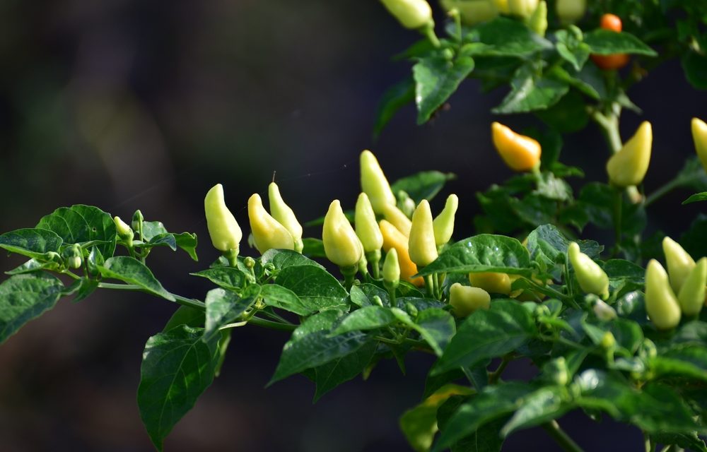 Herbs for Back Pain?