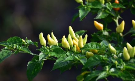 Herbs for Back Pain?