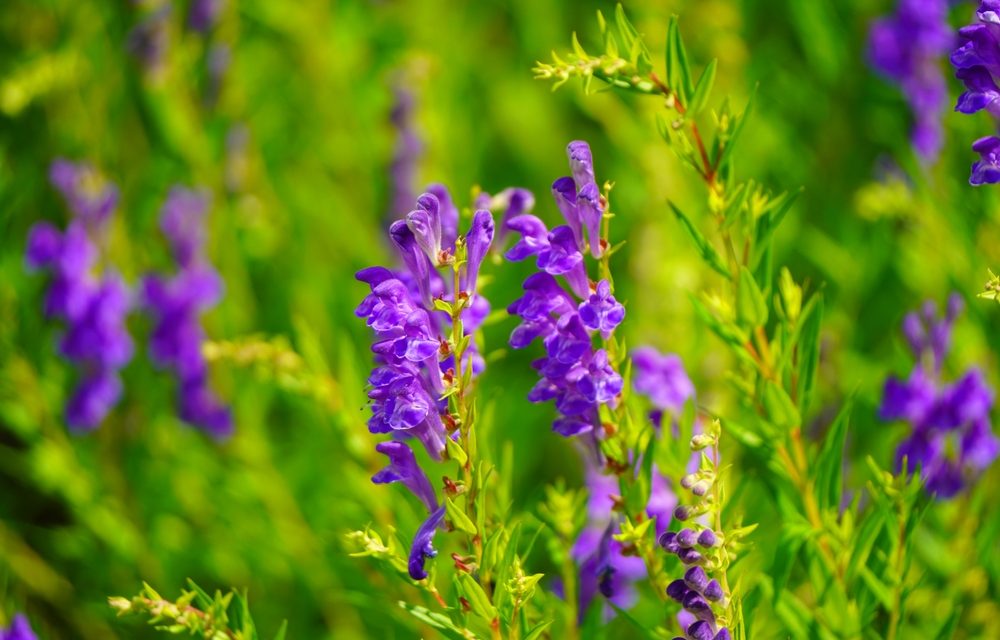 Scutellaria Baicalensis