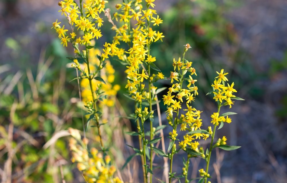 Solidago Virgaurea