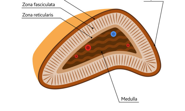 Topical Steroids may Suppress the Adrenal Glands