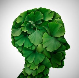 Human head made of ginkgo biloba leaves, representing cognition