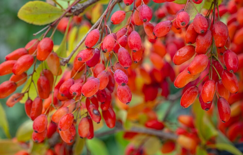 Berberine Benefits: Natural Support for Blood Sugar, Cholesterol, Gut Health, PCOS, and Liver Function