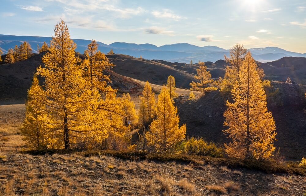Larch Arabinogalactan: A Natural Fiber for Immune Support and Fewer Colds