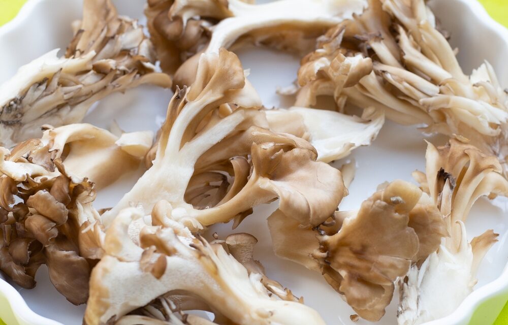Maitake Mushroom Benefits: Immune, Metabolic, and Gut Health Support