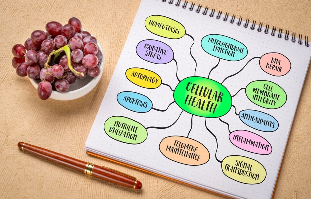 Phosphatidylcholine: How It Helps Gut Health and Protects the Stomach