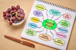 Notebook diagram showing cellular health factors such as cell membrane integrity, DNA repair, and inflammation, with grapes and a pen beside it.