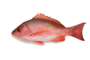 Whole raw red snapper fish on a white background