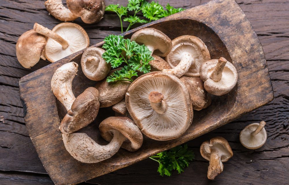 Shiitake Mushroom (Lentinula edodes)