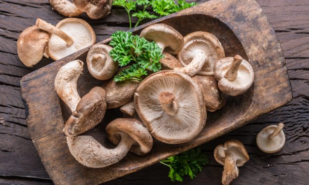 Shiitake Mushroom (Lentinula edodes)