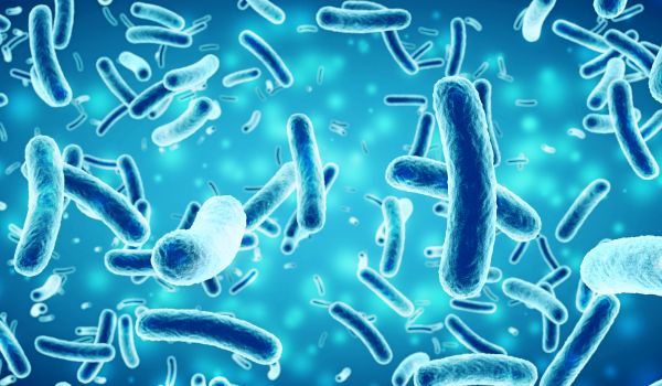 Probiotics and the Immune System: How Gut Health Shapes Immunity