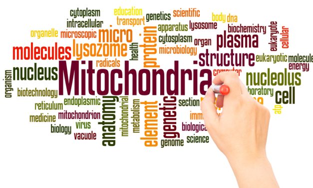 How Our Cells Make Energy & Why It Matters for Fatigue