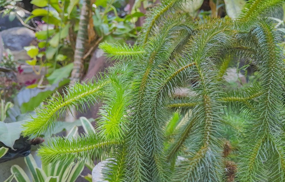 Huperzine A: A Natural Compound for Memory and Brain Health