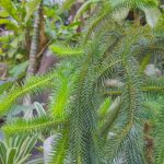 Huperzine A: A Natural Compound for Memory and Brain Health