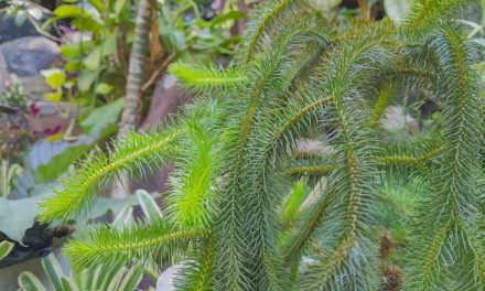 Huperzine A: A Natural Compound for Memory and Brain Health