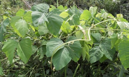 Mucuna pruriens (Cowhage) and Parkinson’s: A Simple Guide
