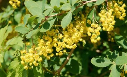 Berberine and Blood Sugar: A Natural Approach to Insulin Resistance