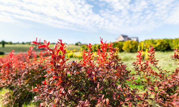 Berberine Can Reduce Inflammation