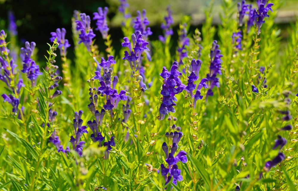 Botanical Compounds and Inflammation: Research Overview