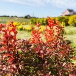 Berberine and Inflammation: Can This Plant Compound Help Lower CRP?