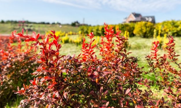 Berberine and Inflammation: Can This Plant Compound Help Lower CRP?