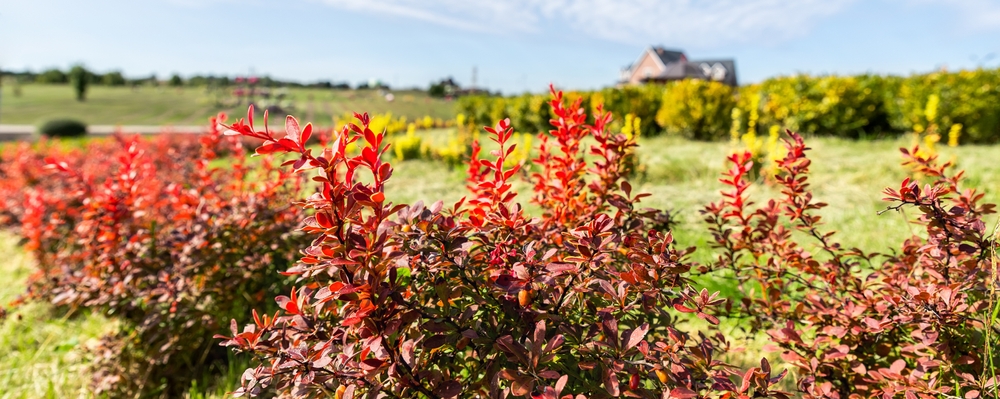 Berberine and Inflammation: Can This Plant Compound Help Lower CRP?