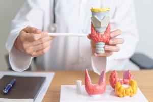 thyroid gland model showing anatomy of the thyroid
