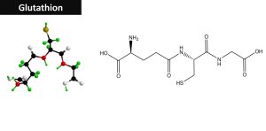 glutathione molecular structure detoxification antioxidant