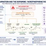 Inflammation, Dopamine, and Norepinephrine [Part 4 of 11]