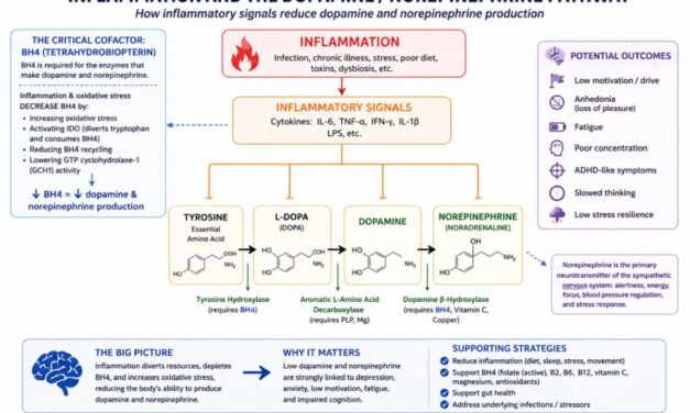 Inflammation, Dopamine, and Norepinephrine [Part 4 of 5]