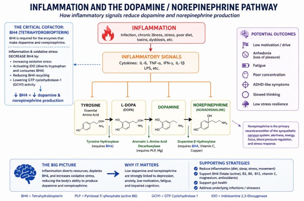 Inflammation, Dopamine, and Norepinephrine [Part 4 of 11]