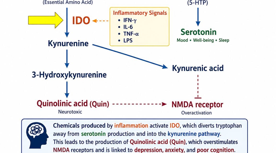 Inflammation Hijacks Neurotransmitter Production [Part 3 of 11]
