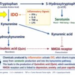 Inflammation Hijacks Neurotransmitter Production [Part 3 of 11]