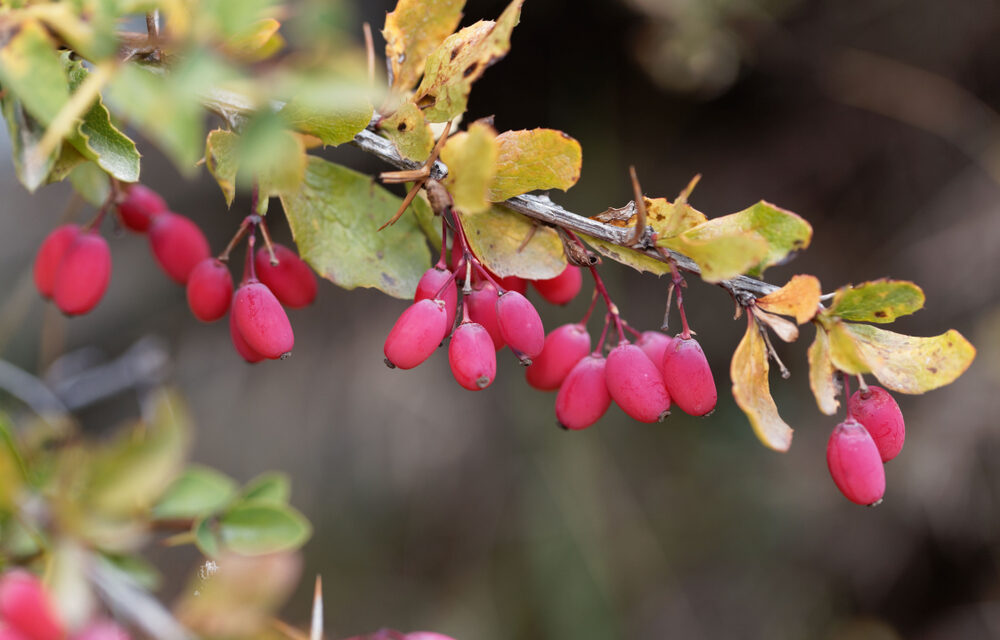 PCOS? Check Out This Herb: What Research Says About Berberine